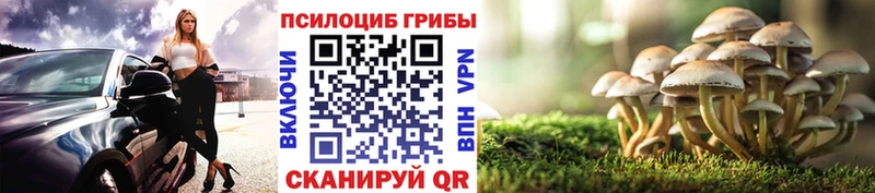Галлюциногенные грибы Psilocybine cubensis  где можно купить   Правдинск 